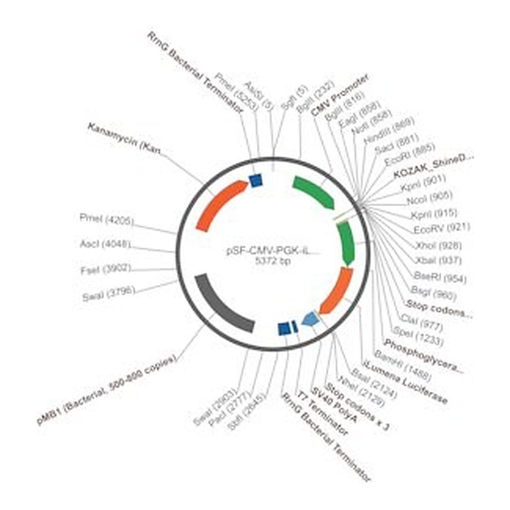 Merck PSF-CMV-PGK-ILUMENA - PGK PROMOTERSECRETED LUCIFERASE PLASMID