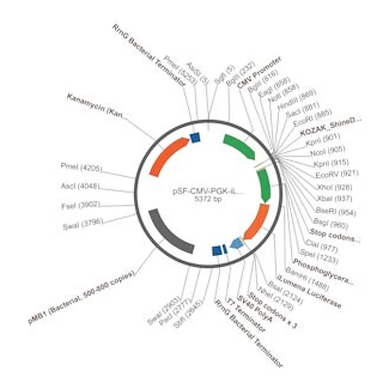Merck PSF-CMV-PGK-ILUMENA - PGK PROMOTERSECRETED LUCIFERASE PLASMID