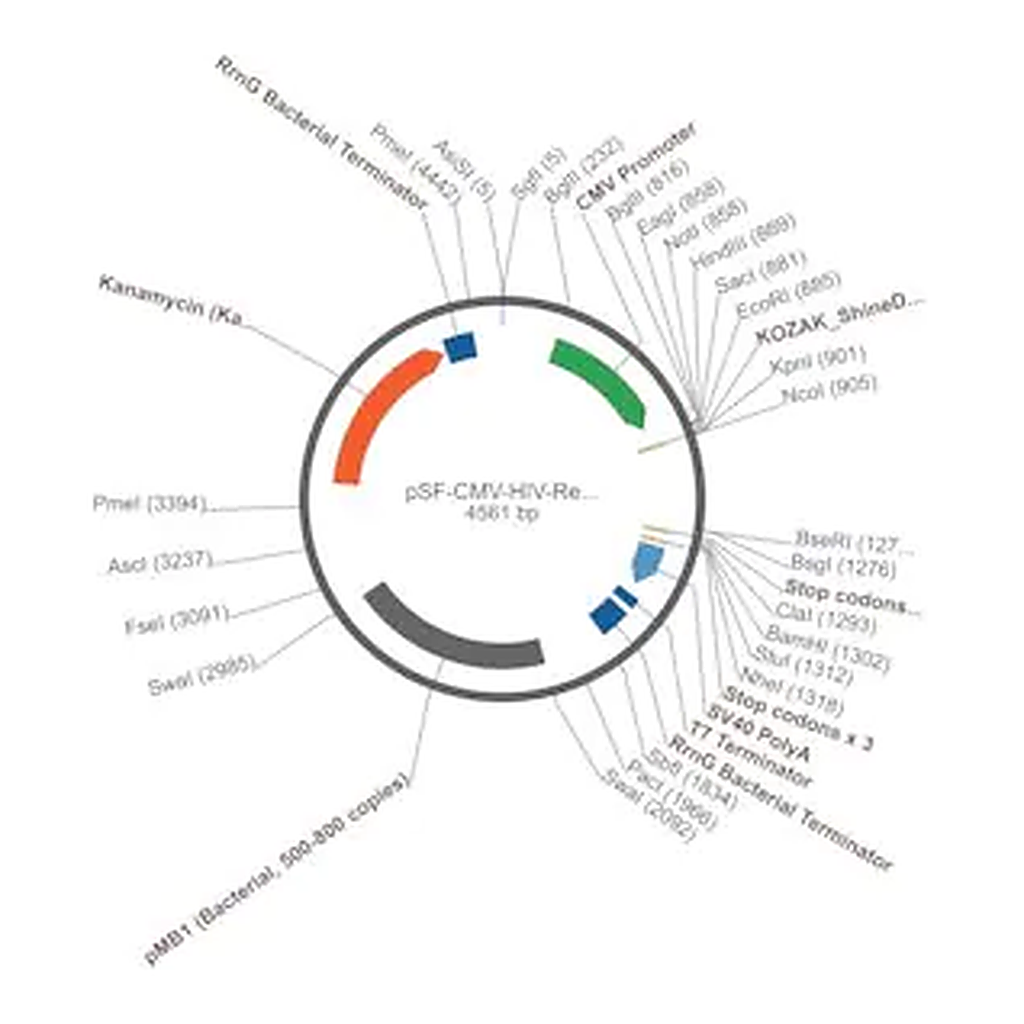 Merck PSF-CMV-HIV-REV - HIV REV EXPRESSION VECTOR