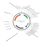 Merck PSF-CMV-HIV-REV - HIV REV EXPRESSION VECTOR