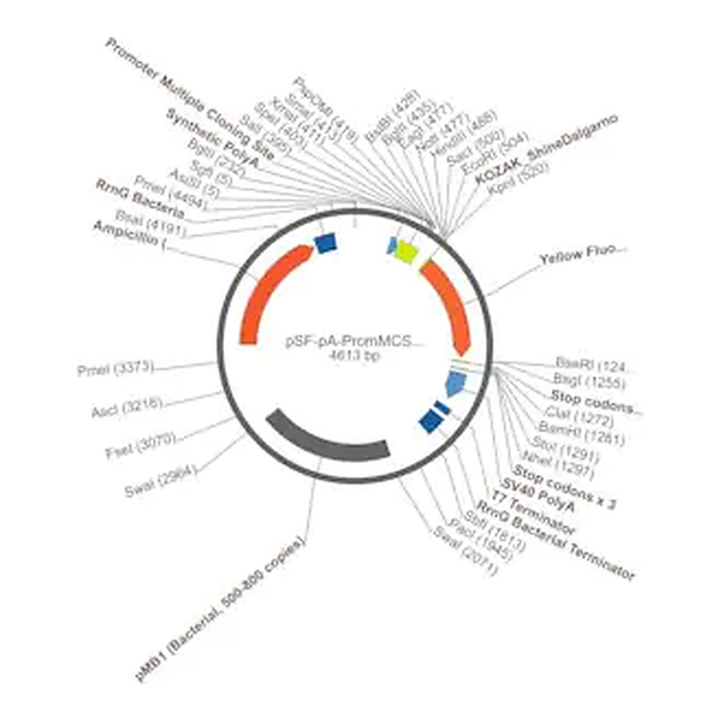 Merck PSF-PA-PROMMCS-KRYFP - PROMOTERLESS MULTIPLE CLONING SITE YFP PLASMID