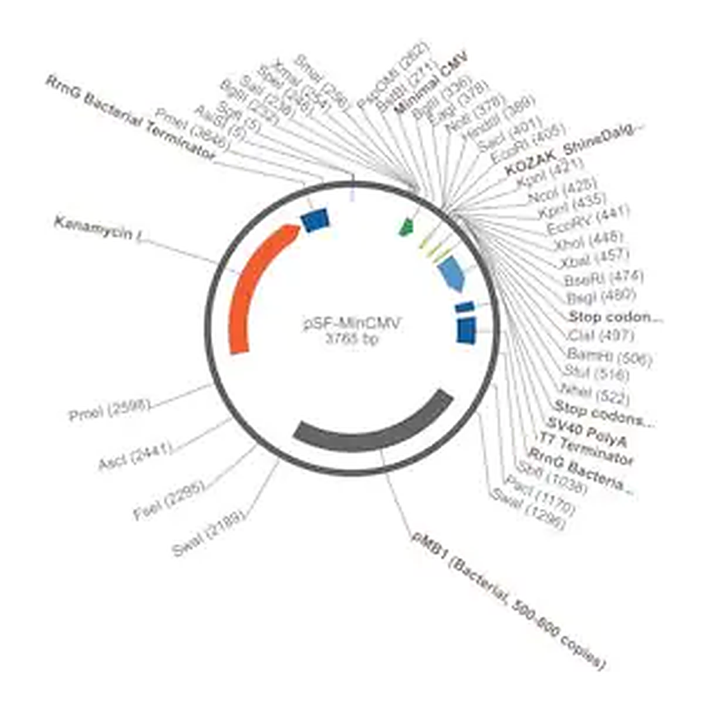 Merck PSF-MINCMV - MINIMAL CMV EXPRESSION PLASMID