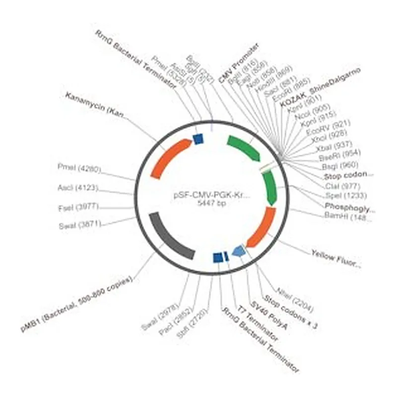 Merck PSF-CMV-PGK-KRYFP - YFP MAMMALIAN PGK PROMOTER PLASMID