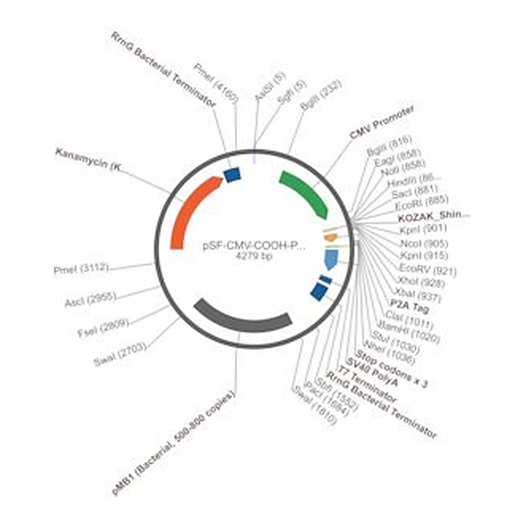 Merck PSF-CMV-COOH-P2A-2 - FMDV P2A PLASMID