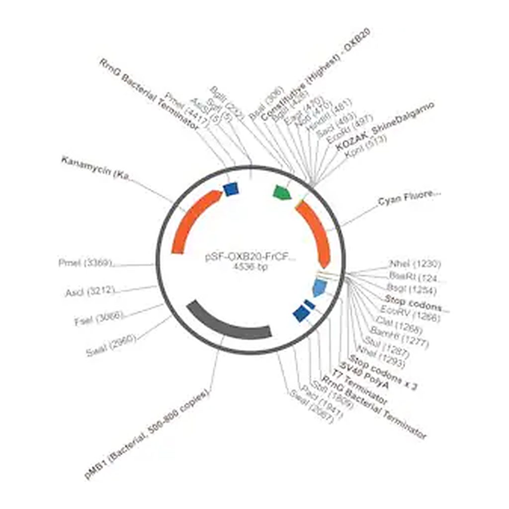 Merck PSF-OXB20-FRCFP - CONSTITUTIVE BACTERIAL PROMOTER CFP PLASMID