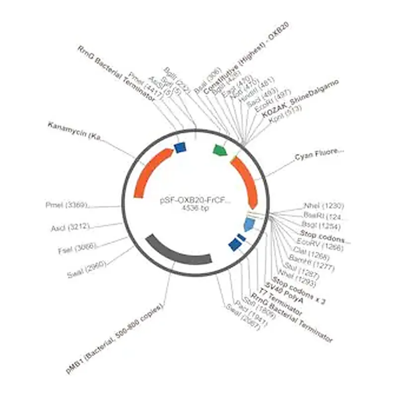 Merck PSF-OXB20-FRCFP - CONSTITUTIVE BACTERIAL PROMOTER CFP PLASMID