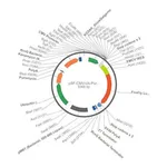Merck PSF-CMV-UB-PURO ASCI-EMCV-FLUC - EMCV IRES LUCIFERASE PUROMYCIN SELECTION VECTOR