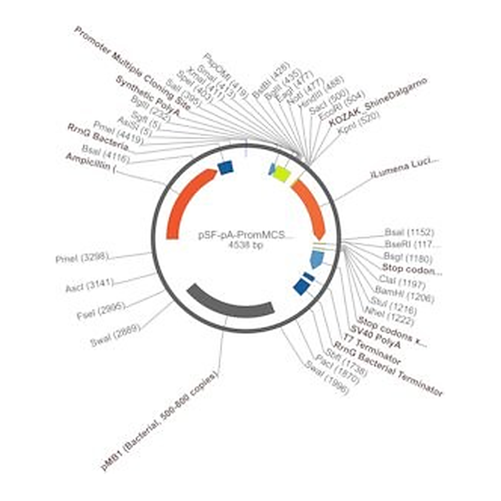 Merck PSF-PA-PROMMCS-ILUMENA - PROMOTERLESS SECRETED LUCIFERASE PLASMID