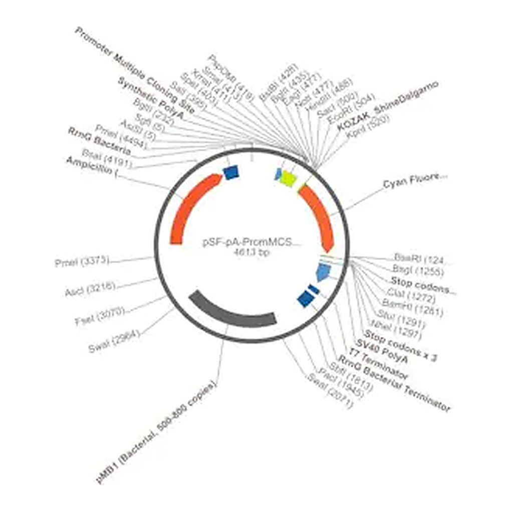 Merck PSF-PA-PROMMCS-FRCFP - PROMOTERLESS MULTIPLE CLONING SITE CFP VECTOR