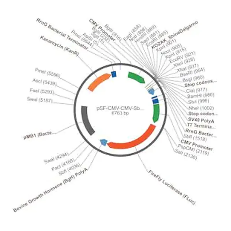 Merck PSF-CMV-CMV-SBF1-FLUC - DUAL CMV PROMOTER PLASMID WITH LUCIFERASE