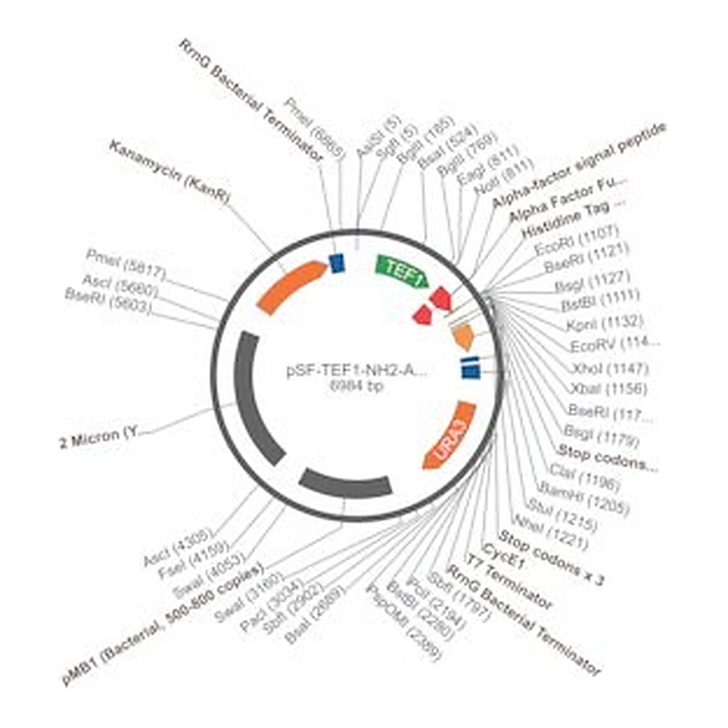 Merck PSF-TEF1-NH2-A-FACTORFL-6HIS - ALPHA FACTOR SECRETION AND 6 HIS TAG PLASMID