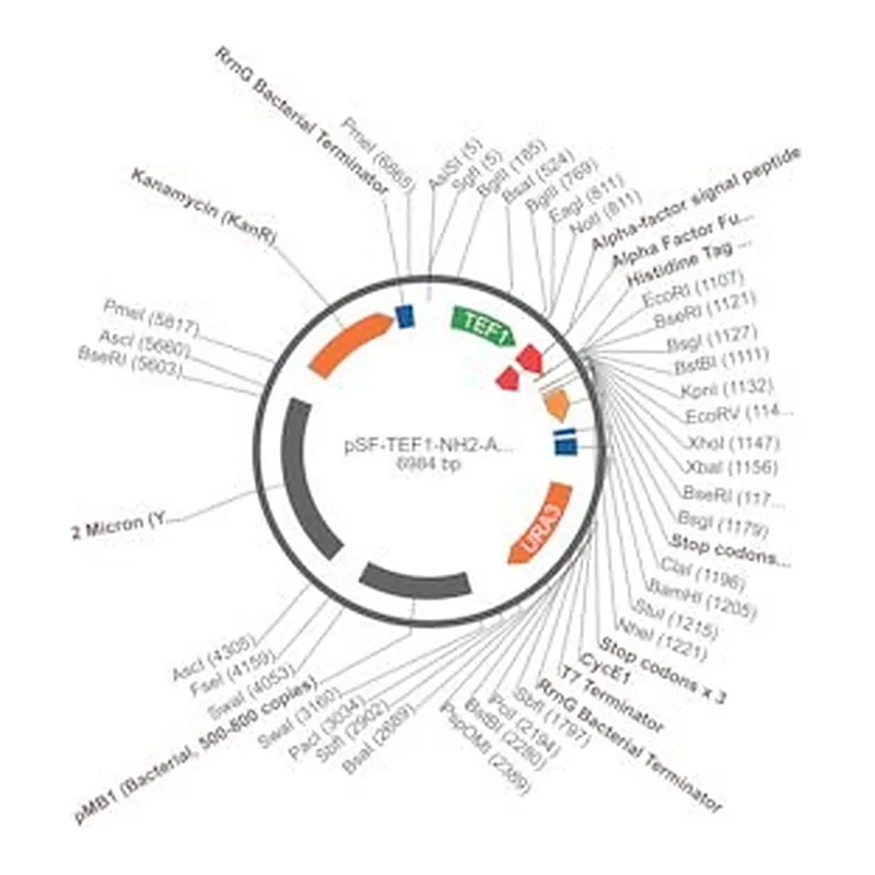 Merck PSF-TEF1-NH2-A-FACTORFL-6HIS - ALPHA FACTOR SECRETION AND 6 HIS TAG PLASMID