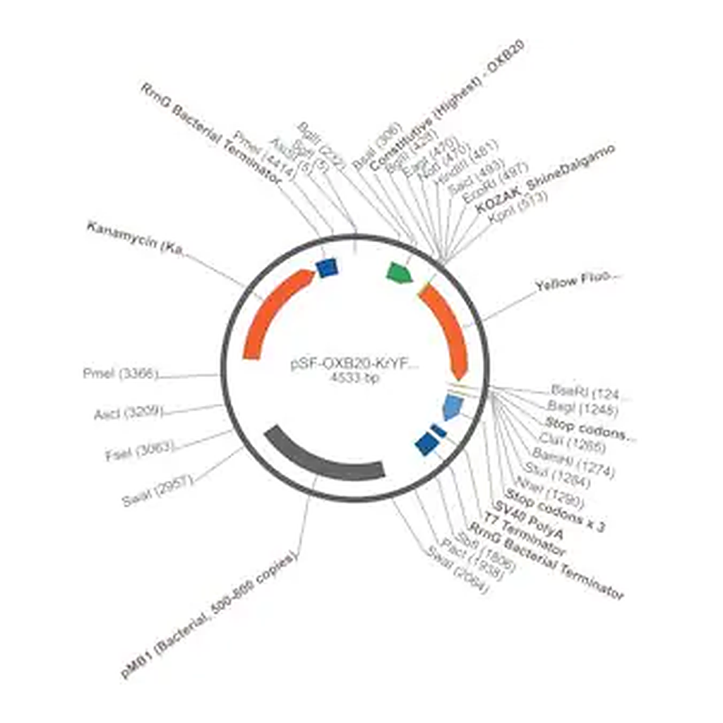 Merck PSF-OXB20-KRYFP - BACTERIAL CONSTIUTIVE YFP EXPRESSION PLASMID