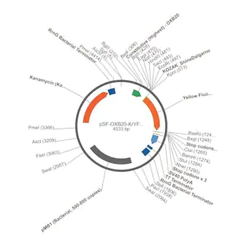 Merck PSF-OXB20-KRYFP - BACTERIAL CONSTIUTIVE YFP EXPRESSION PLASMID