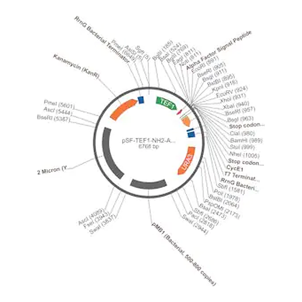 Merck PSF-TEF1-NH2-A-FACTOR SP - ALPHA FACTOR SECRETION PLASMID