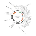 Merck PSF-TEF1-NH2-A-FACTOR SP - ALPHA FACTOR SECRETION PLASMID