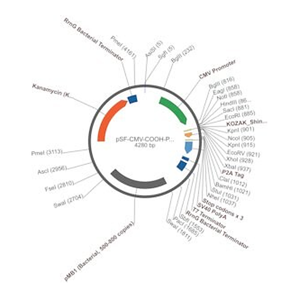 Merck PSF-CMV-COOH-P2A-3 - FMDV P2A PLASMID