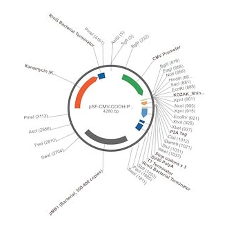 Merck PSF-CMV-COOH-P2A-3 - FMDV P2A PLASMID