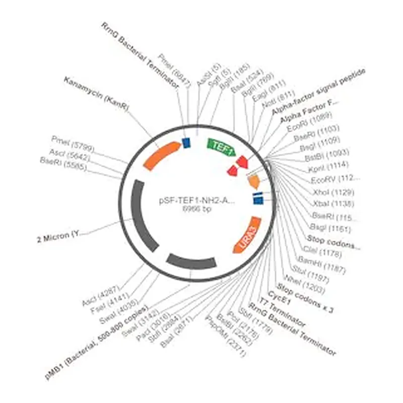 Merck PSF-TEF1-NH2-A-FACTORFL - FULL LENGTH ALPHA FACTOR SECRETION PLASMID