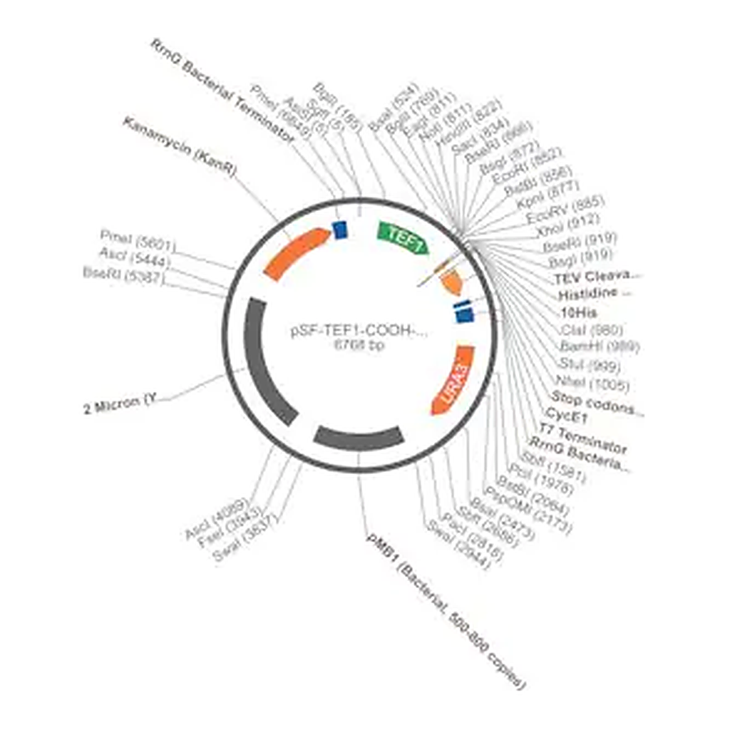 Merck PSF-TEF1-COOH-TEV-10HIS - C-TERMINAL 10HIS TAG YEAST PLASMID