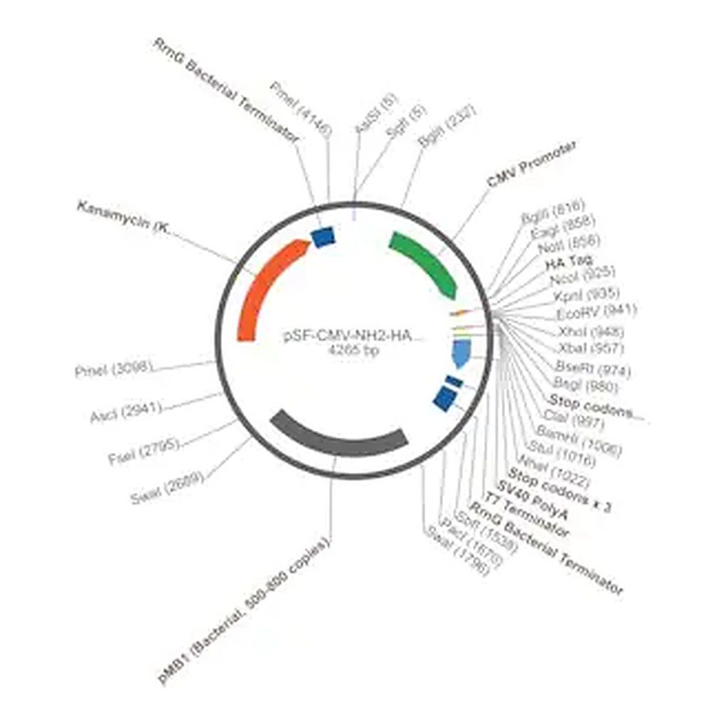 Merck PSF-CMV-NH2-HA-EKT-NCOI - N-TERMINAL FLU HA TAG PLASMID