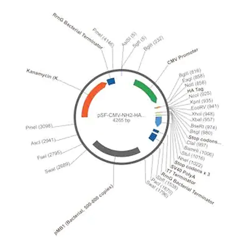 Merck PSF-CMV-NH2-HA-EKT-NCOI - N-TERMINAL FLU HA TAG PLASMID