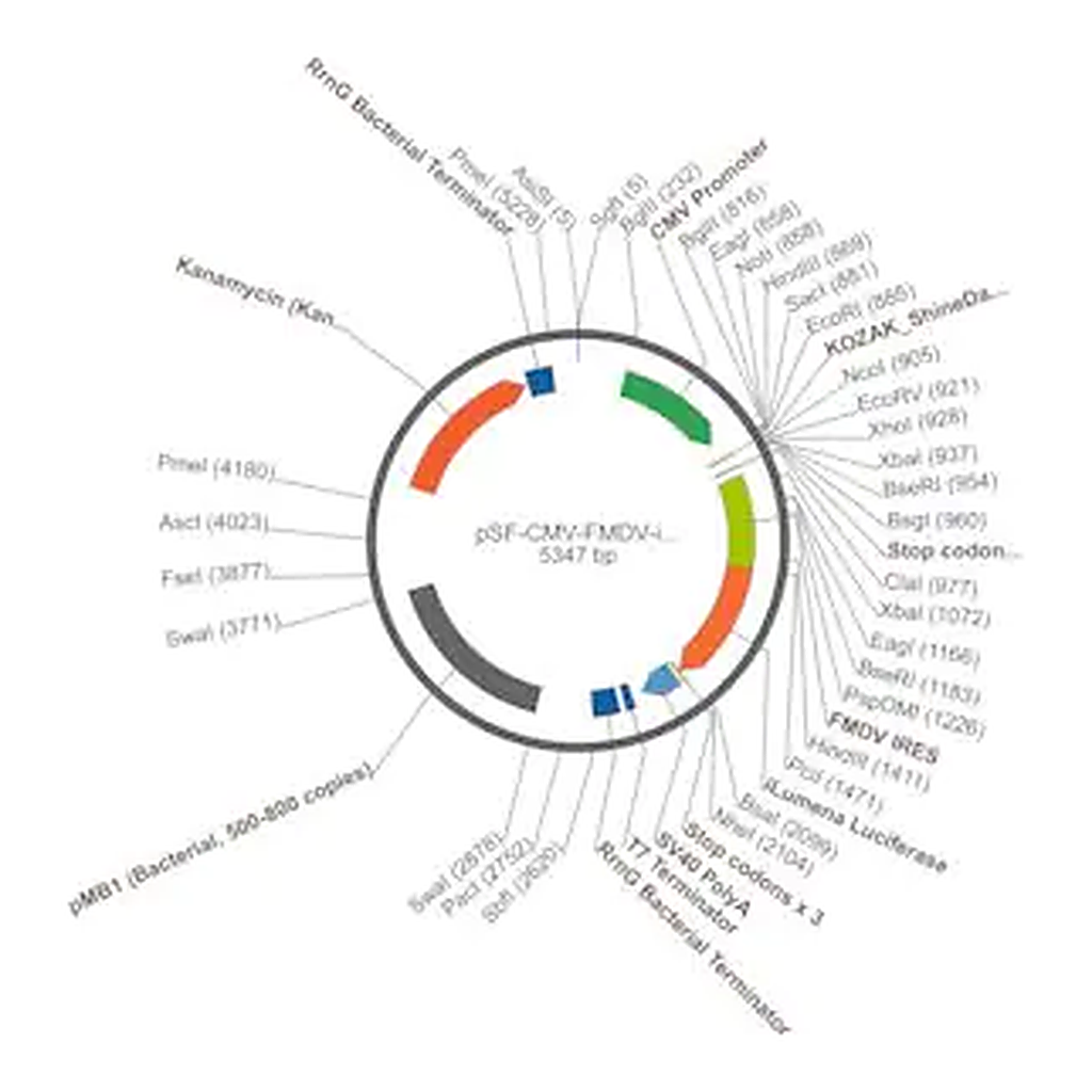 Merck PSF-CMV-FMDV-ILUMENA - FMDV IRES SECRETED LUCIFERASE VECTOR