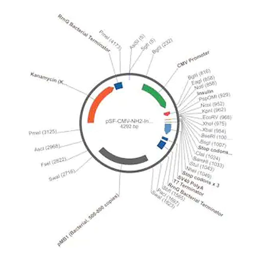 Merck PSF-CMV-NH2-INSULINSP-NCOI - MAMMALIAN SECRETION PLASMID