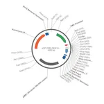 Merck PSF-CMV-NH2-INSULINSP-NCOI - MAMMALIAN SECRETION PLASMID