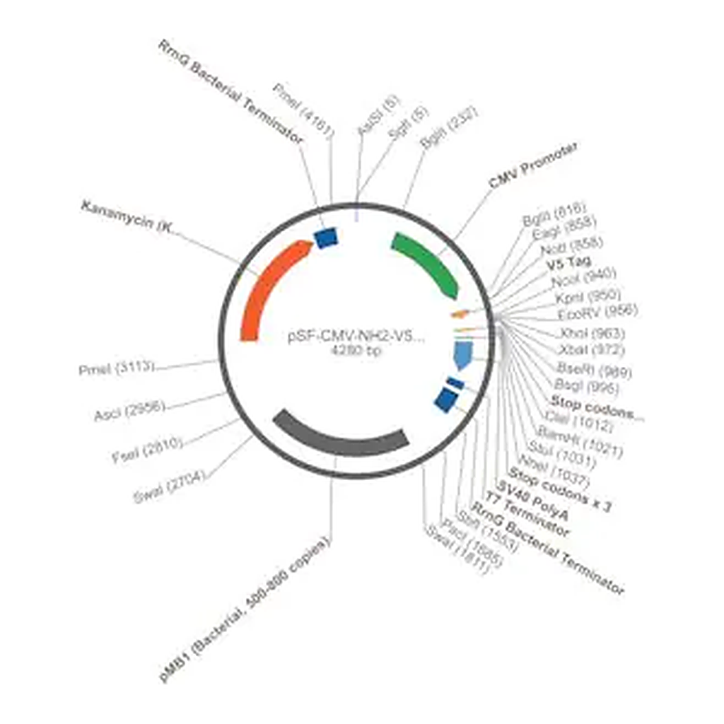 Merck PSF-CMV-NH2-V5-EKT-NCOI - N-TERMINAL V5 TAG PLASMID
