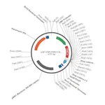 Merck PSF-CMV-EMCV - CMV IRES PLASMID
