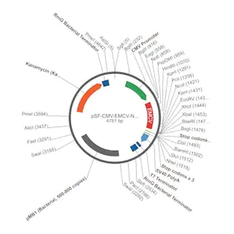 Merck PSF-CMV-EMCV - CMV IRES PLASMID