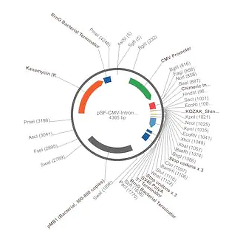 Merck PSF-CMV-INTRON1 - INTRON EXPRESSION PLASMID