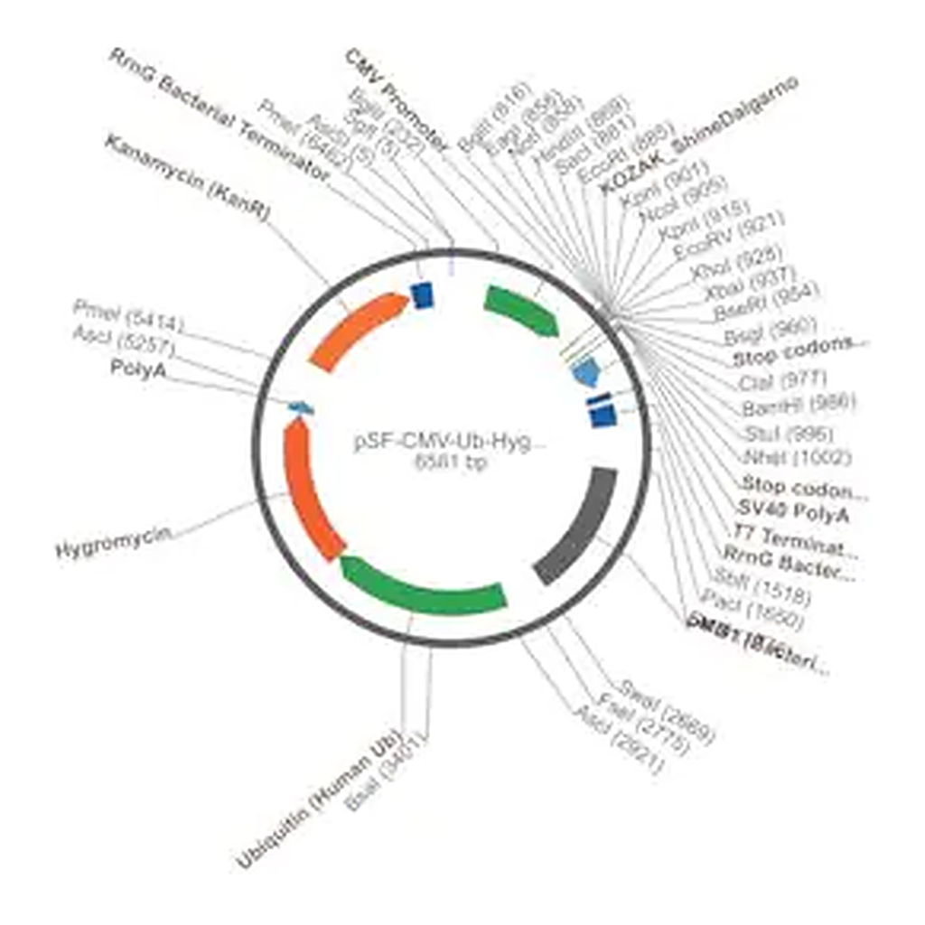 Merck PSF-CMV-UB-HYGRO ASCI - HYGROMYCIN SELECTION PLASMID