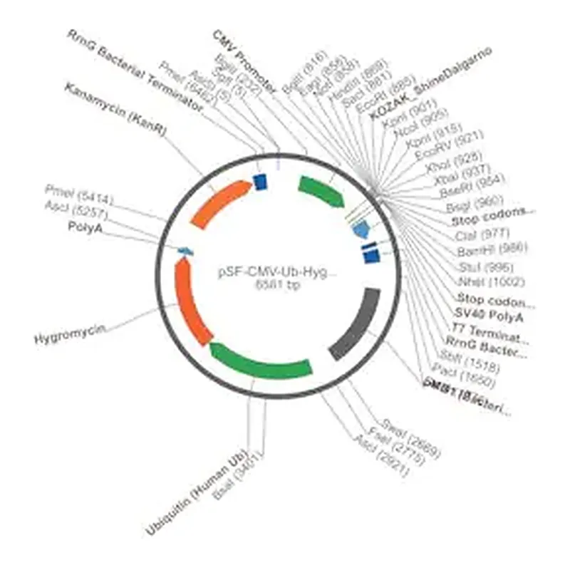 Merck PSF-CMV-UB-HYGRO ASCI - HYGROMYCIN SELECTION PLASMID