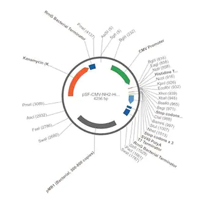 Merck PSF-CMV-NH2-HIS-EKT-NCOI - N-TERMINAL HIS TAG PLASMID