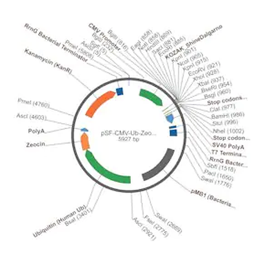 Merck PSF-CMV-UB-ZEO ASCI - ZEOCIN SELECTION PLASMID