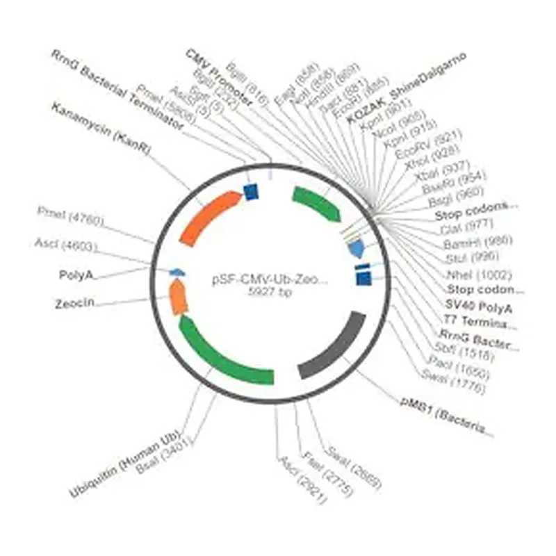 Merck PSF-CMV-UB-ZEO ASCI - ZEOCIN SELECTION PLASMID