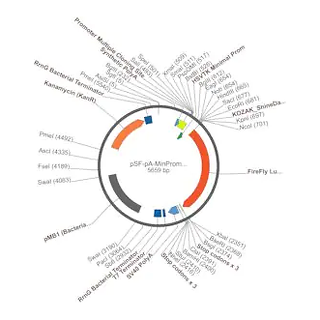Merck PSF-PA-MINPROM-FLUC - MINIMAL PROMOTER LUCIFERASE PLASMID