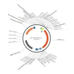 Merck PSF-PA-MINPROM-FLUC - MINIMAL PROMOTER LUCIFERASE PLASMID