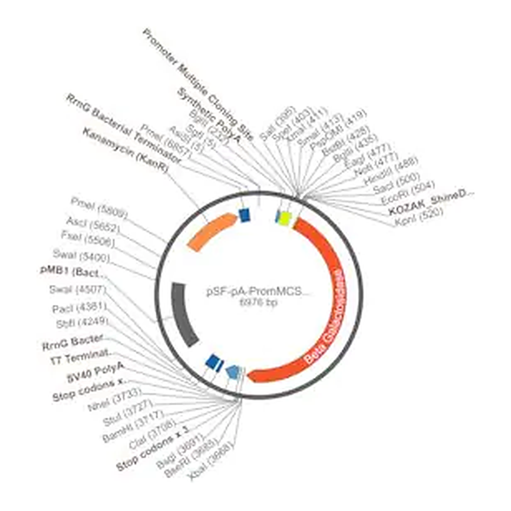 Merck PSF-PA-PROMMCS-BETAGAL - NO PROMOTER (MCS) BETA GAL PLASMID