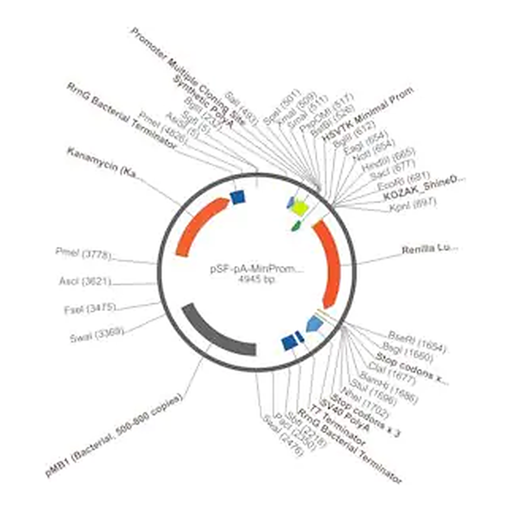 Merck PSF-PA-MINPROM-RLUC - MINIMAL PROMOTER RENILLA LUC PLASMID