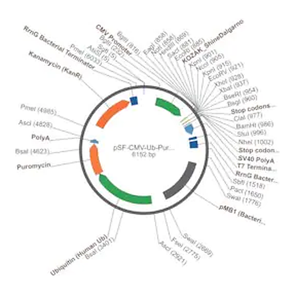 Merck PSF-CMV-UB-PURO ASCI - PUROMYCIN SELECTION PLASMID
