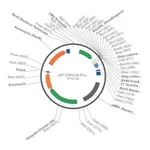 Merck PSF-CMV-UB-PURO ASCI - PUROMYCIN SELECTION PLASMID