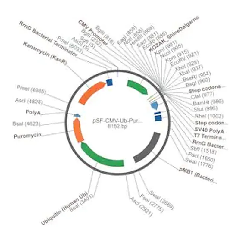 Merck PSF-CMV-UB-PURO ASCI - PUROMYCIN SELECTION PLASMID