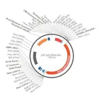 Merck PSF-PA-CMVE-?GAL - CMV ENHANCER BETA GAL PLASMID