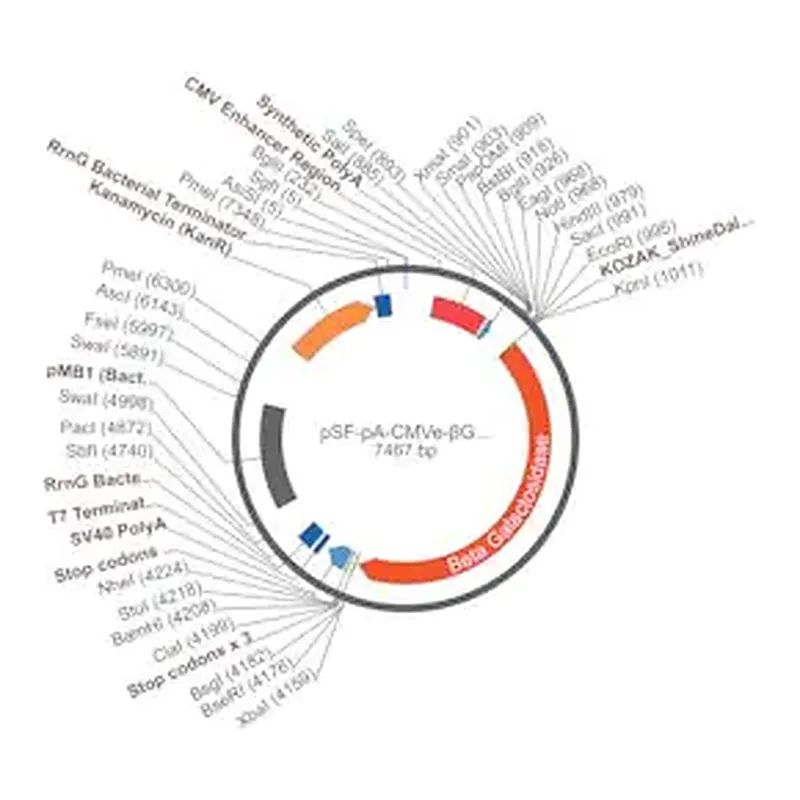 Merck PSF-PA-CMVE-?GAL - CMV ENHANCER BETA GAL PLASMID