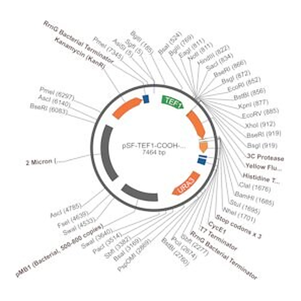 Merck PSF-TEF1-COOH-3C-KRYFP-6HIS - C-TERMINAL 6 HIS AND YFP DUAL TAG YEAST PLASMID