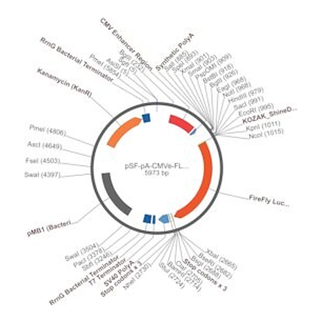 Merck PSF-PA-CMVE-FLUC - CMV ENHANCER LUCIFERASE PLASMID