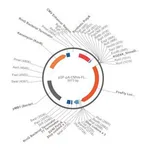 Merck PSF-PA-CMVE-FLUC - CMV ENHANCER LUCIFERASE PLASMID
